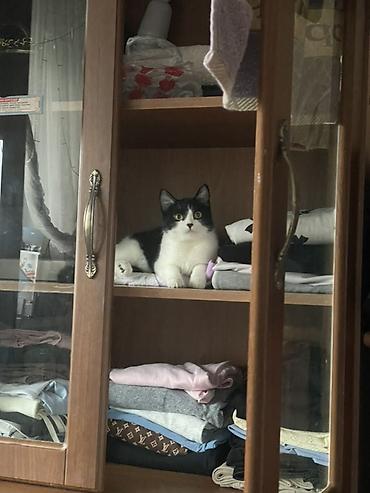 Отдам даром кошку: Кошка даром: Беспородная, 7 месяцев, Девочка, Приучена к лотку — 3