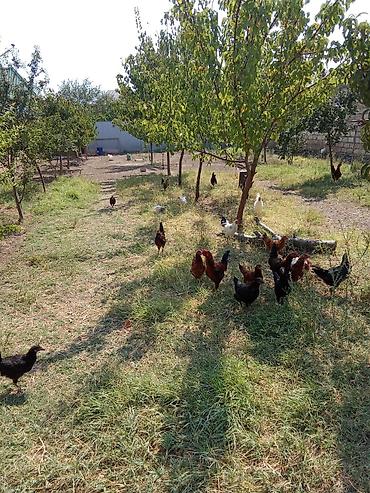 Torpaq sahələrinin satışı: 3300 sot, Tikinti, Mülkiyyətçi, Bələdiyyə — 2
