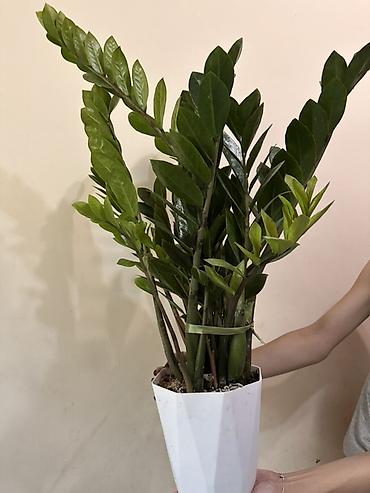 Комнатные растения: Замиокулькас (долларовое дерево) в декоративном горшке Рересадены — 2
