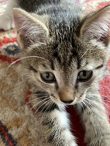 котята беловодск: Ищу ответственных добрых людей Котята приручены к лотку очень игривые — 4