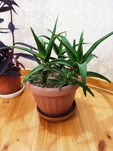 Otaq bitkiləri: Masazır ev gülləri — 10