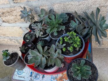 Otaq bitkiləri: Otaq və balkon üçün dekorativ bitkilər kolleksiyası - Qırmızı — 2