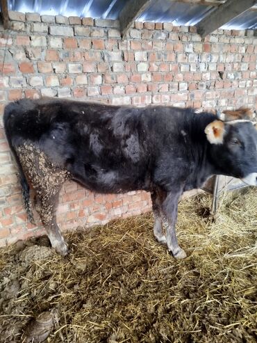 Коровы, быки: Продаю | Тёлка | Голштин, Швицкая | Для молока — 6