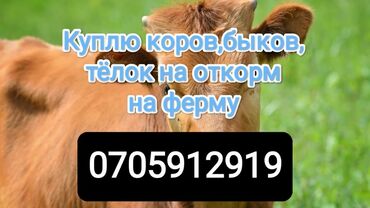 жожо сатылат: Сатып алам | Уйлар, букалар, Жылкылар, аттар | Бордоп семиртүү үчүн, Күнү-түнү, Өзү алып кетүү