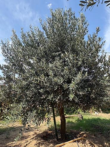 tebii yolka agaclari: Ağaclar Türkiyə sortu zeytun ağaclarıdır. -Ağacların yaşı təxminən 7 — 1
