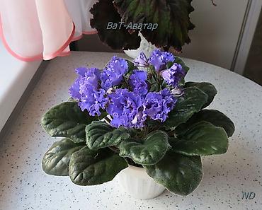 Фиалки и глоксинии: 🌱🌺🌱 Продаю сортовые ДЕТКИ стандартных, трейлерныхмини и полумини — 25