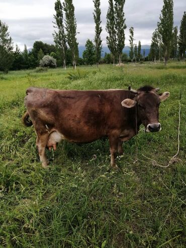 животные коровы: Продаю | Корова (самка) | Для молока