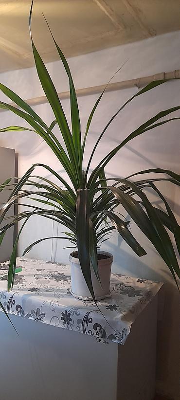 выращивание: Панданус (Pandanus) в горшке - Декоративно-лиственное растение с — 8