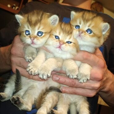 британская короткошерстная кошка золотая шиншилла: Огромный выбор чистокровных котят!!! Продажа котят