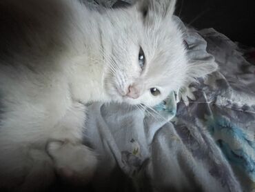 кой меринос: 3 айлык, Эркек, Ак, Лотокко барууга үйрөтүлгөн