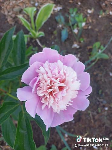 Другие садовые цветы и кустарники: Ново Покровка — 20