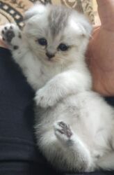 сиамская кошка цена: Başlıq: 150 azn dişi Silver şinşilla, ağ rəngdə, mavi gözlü, sallaq