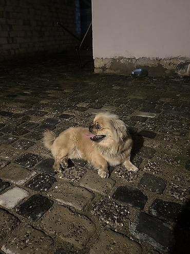 it satan: Pekines, 1 il, Erkək, Peyvəndli, Ünvandan götürmə — 3