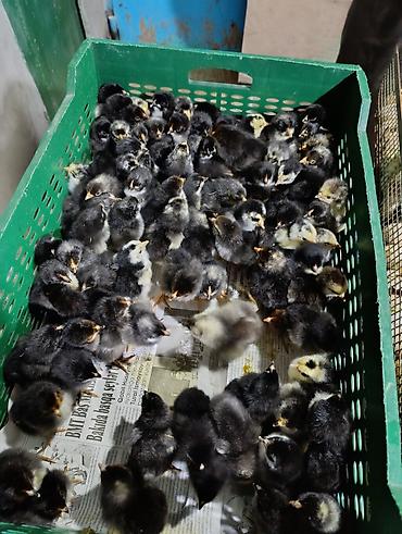 Cücələr: Sort cucelerin satisi 65-70 qepikden baslayir her nov satışda cuce — 4