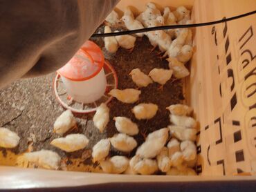 ат конь: Продаю цыплят Адлер серебристый, яично мясные направления. 150 сом две