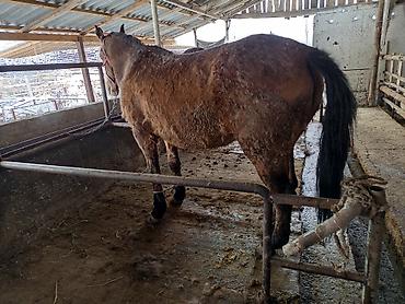 Лошади, кони: Продаю | Кобыла (самка), Конь (самец), Жеребенок | На забой, Рабочий — 7