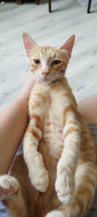 котенок купить: Самец, В добрые руки, Самовывоз