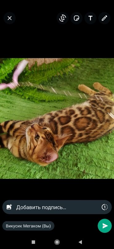 Продажа кошек: Друзья !! в проф питомнике Бен Гла Мур новые детки .Бенгальские котята — 5