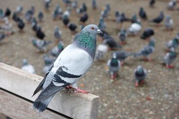 голуби продаю: Продаю голубей оптом и в разницу, голуби помогают от многих болезней
