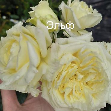 эльф: Саженцы Самовывоз, Платная доставка — 4
