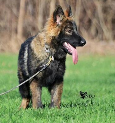 Psi: CEZAR KING Star 18 meseci. Otac: HEKTOR VOM YUGERLAND Majka: BRERA — 18