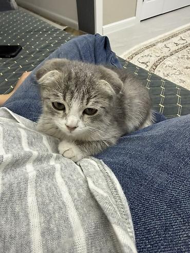 Продажа кошек: Котёнок шотландской вислоухой породы (Scottish Fold) - Окрас: серый с — 3