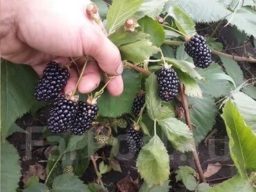 Ежевика: Ежевика Оптом, Бесплатная доставка, Самовывоз — 11