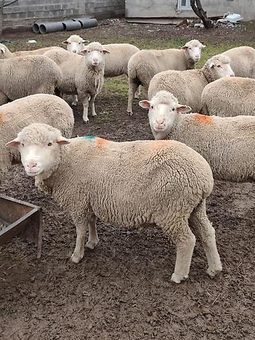 Баран, овца: Продаю | Овца (самка), Ягненок, Баран (самец) | Меринос — 10