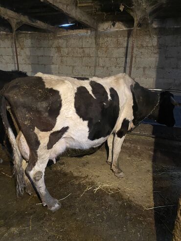 айрширская порода коров цена: Продаю | Корова (самка) | Голштин | Для разведения, Для молока | Стельные
