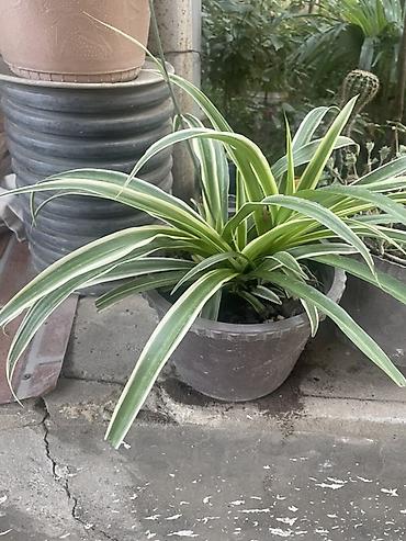 guldəfnə bitkisi: Xlorofitum (Spider Plant) – dekorativ yarpaq bitkisi - Qazanda — 1