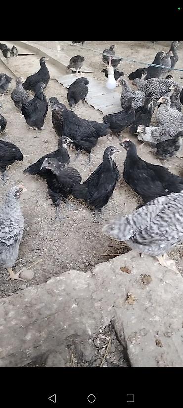 qarğa balası satılır: Toyuq cücələri, Ətlik — 10