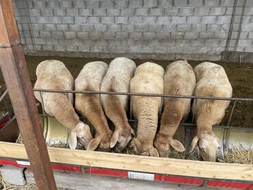 Бараны, овцы: Продаю | Овца (самка) | Арашан | Для разведения | Матка — 1