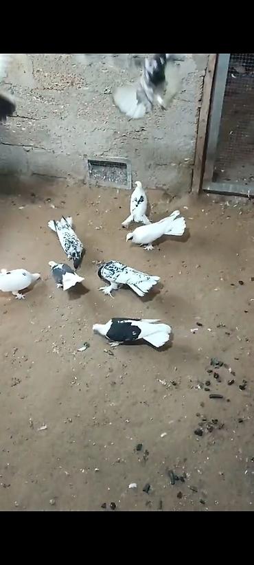 pulcuqlu heyvanlar hansılardır: Qara-ağ və ağ rəng çalarlarında dekorativ göyərçinlər dəsti - Növ — 1