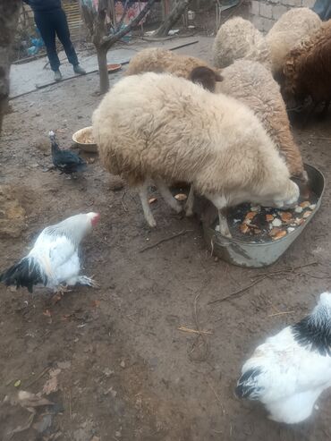 qurban bayrami qoyun sekilleri: Erkək, il: 2, 80 kq, Damazlıq, Ünvandan götürmə