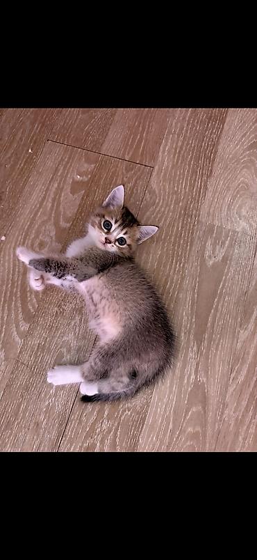 pişik satışı ucuz: 2ayliq balalar😍 Sari olan erkekdir 150 digerleri qizdir 50m Ana — 4