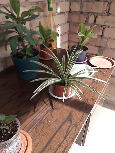 Молочаи: Комнатные растения в горшках 1) Молочай Милла (Euphorbia milii — 6