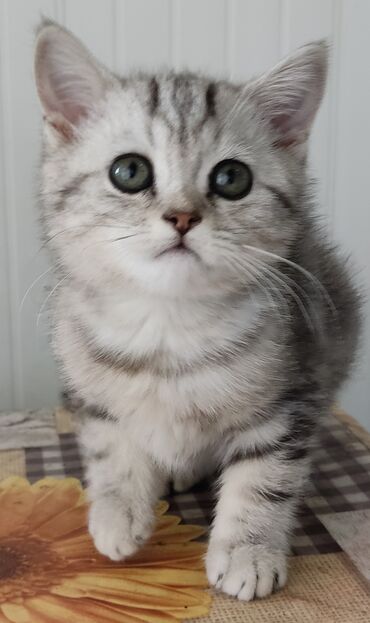 мейнкун кот: Шотландский котенок чистокровный, девочка родилась 2.03.2024