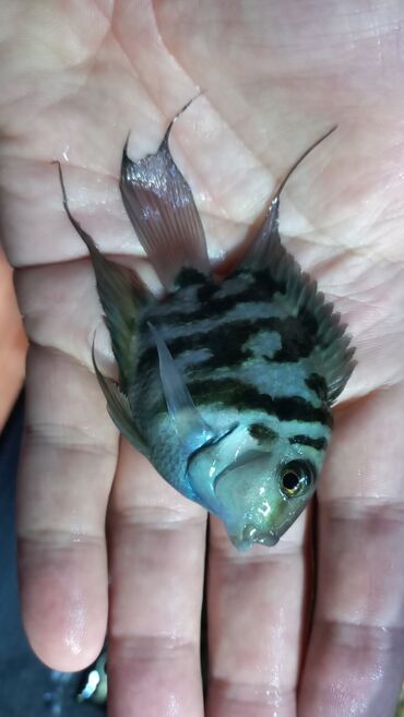 Balıqlar: Sülhsevər, Ünvandan götürmə, Ödənişli çatdırılma -da lalafo.az — 2 Balıqlar: Sülhsevər, Ünvandan götürmə, Ödənişli çatdırılma — 2