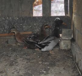 Ördəklər: Salam 1 yaşıl baş kəkilli, 1 sona kəkilli satilir cütü 40 azn 🤌🤌🤌🤌🤌 — 6