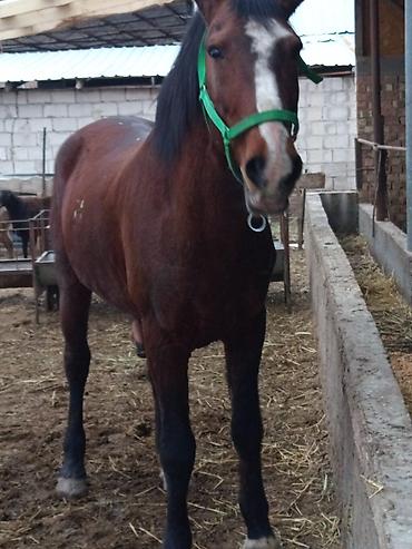 Лошади, кони: Продаю | Жеребец | Рабочий — 1
