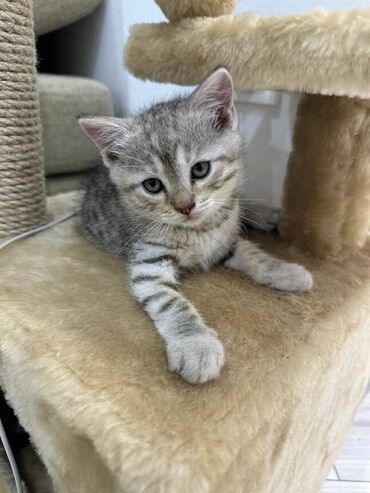 сколько стоит шотландская кошка: 3 месяца, Мальчик, Серый, Приучена к лотку