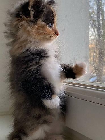 кошка ориентал: Котёнок трёхцветной окраски (черный/рыжий/белый), домашний. - Пол — 1