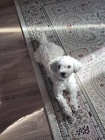 кани корсо: Мальтийская болонка, 4 года, Самец — 4