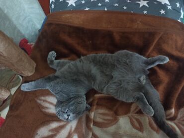 Вязка кошек: Вязка: Скотиш Фолд (Шотландская вислоухая), Мальчик, 3 года — 5