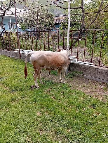 etlik cuceler: 7 aylıq erkək dana satıram 90 nan kox əti var sağlam yiyimgil maldı — 7