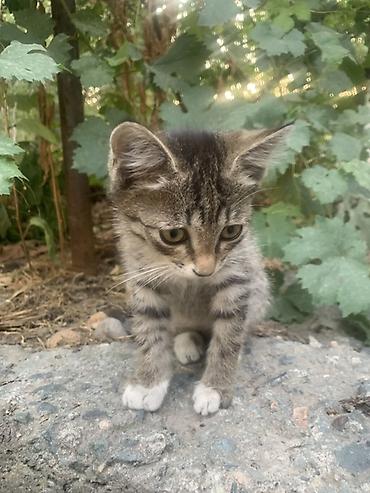 Кошки: Отдам 3-х месячных котят в хорошие руки. В лоток ходить умеют — 4