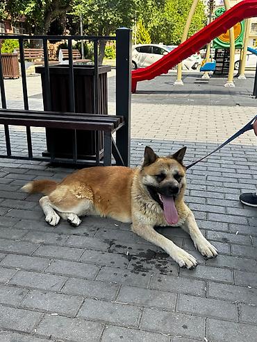ucuz ev itleri: Akita-inu, 1 il, Dişi — 3