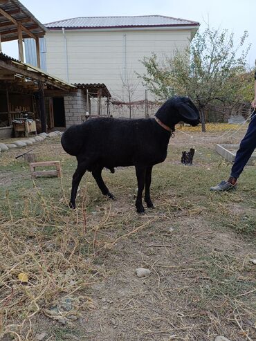 продаю музоо торпок корова самка бык самец айрширская ангус алатауская на забой для разведения на откорм племенные нетель привязанные: Продаю | Баран (самец) | Арашан | Для разведения | Племенные