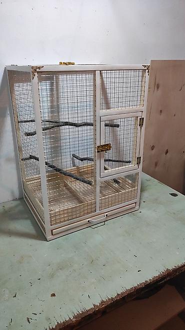 gəlincik heyvan: Papuqay,dovşan,hamster,şinşila,bildirçin,cücə,xamyak,pişik,quş,tısbağa — 2