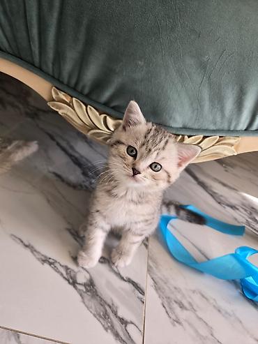 Pişiklər: Britan — 15